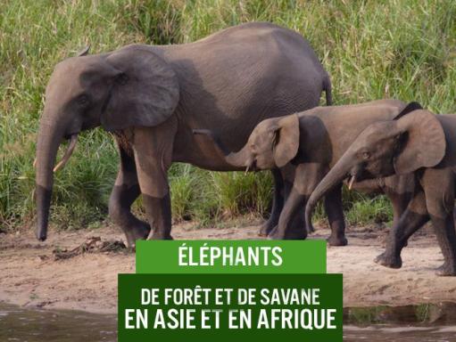 Elephants d'Afrique et d'Asie