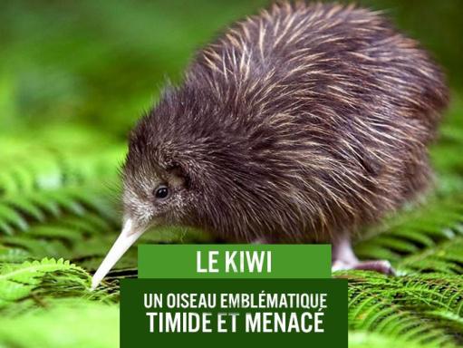 Le kiwi de Nouvelle-Zélande
