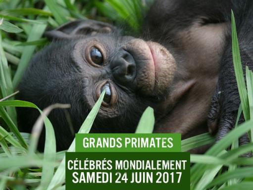 Journée mondiale des grands primates