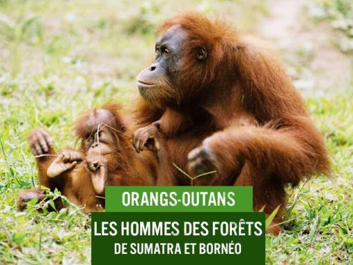 Orang outan et son petit