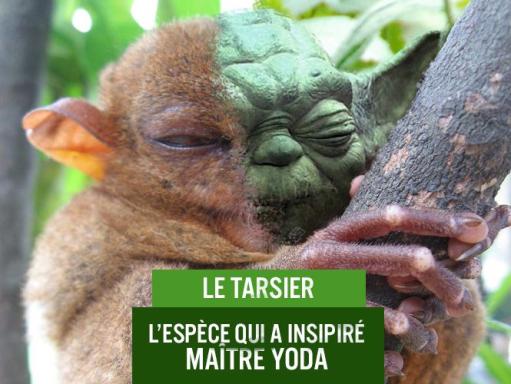 Le Tarsier, l'animal qui a inspiré Yoda