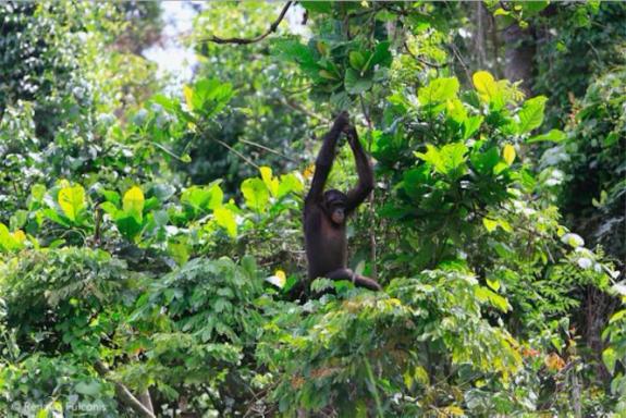 Bonobos