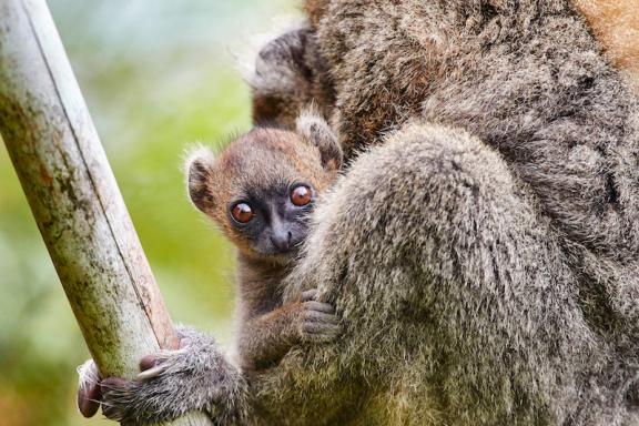 Hapalémurs à Madagascar