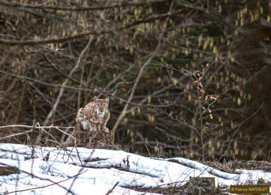 Lynx