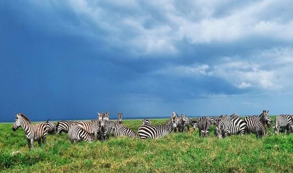 Zèbres Tanzanie