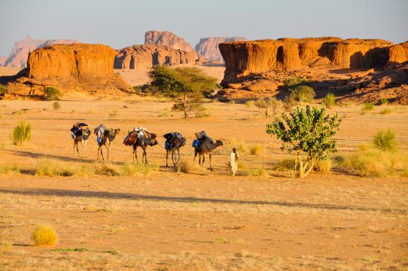Trek avec un chamelier et ses chameaux dans l'Ennedi