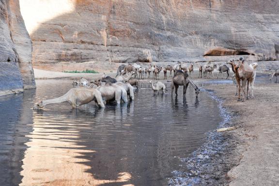 Voyage d'aventure et troupeau de chameaux dans l'Ennedi