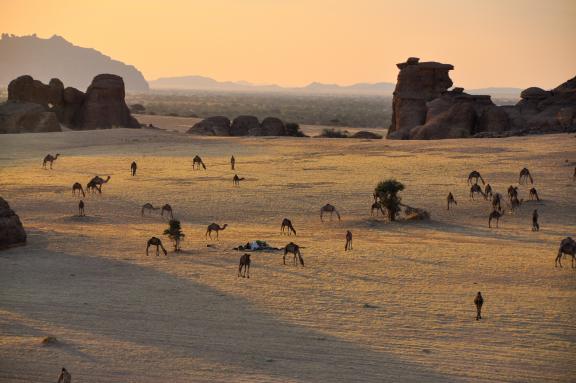 Trek dans une plaine avec des chameaux dans l'Ennedi