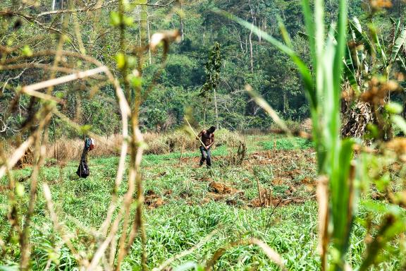 Randonnée et rencontre d'un cultivateur dans les montagnes Akwapim