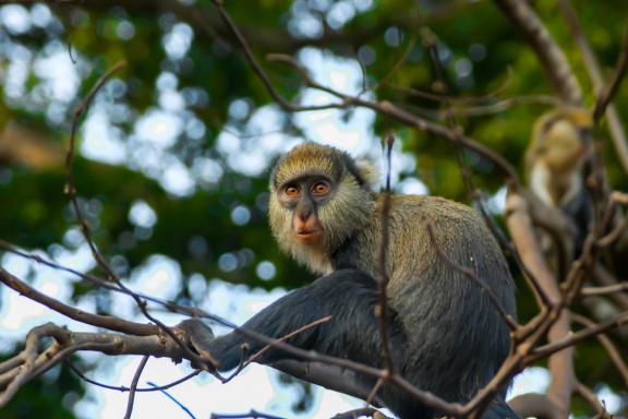 Découverte des singes Mona au sanctuaire tafi Atoma