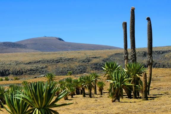 Découverte des lobélies géantes du pays Amhara