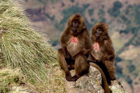 Rencontre avec un duo de babouins Gelada edans le Simiens