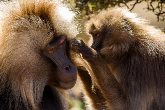 Aventure avec les primates du Simiens en pays Amhara