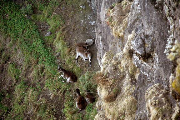 Découverte des Ibex au repos dans le Massif du Simiens