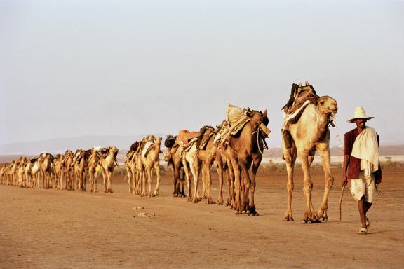 Randonnée avec une caravane chamelière dans le Dallol au Danakil