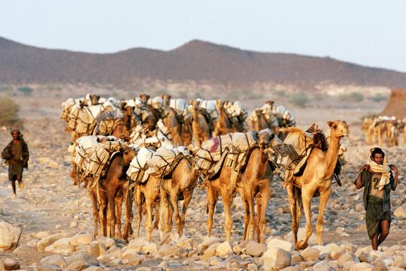 Marche avec les caravanes de sel du Dallol