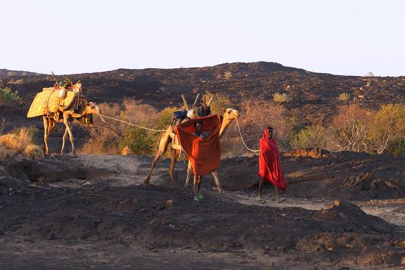 Marche avec les dromadaires dans le Massif du Tigray