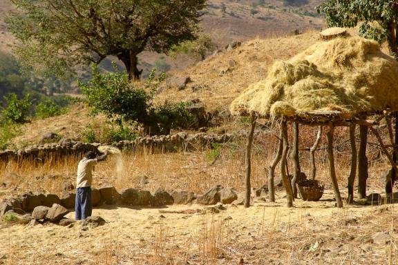 Rencontre d'un paysan tamisant son blé après les récoltes en pays Amhara
