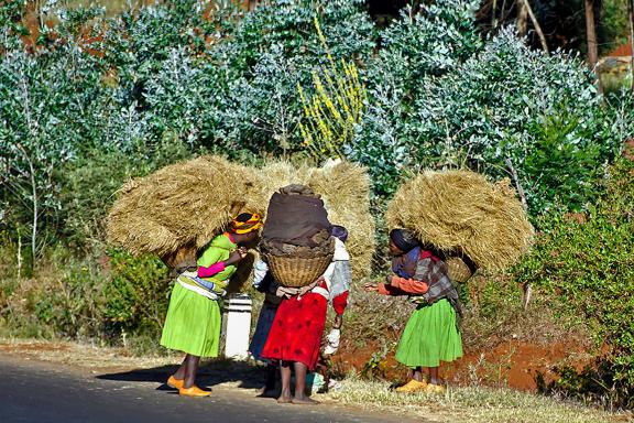 Randonnée avec des femmes transportant des bottes de foin sur la Route historique de l'Abyssinie