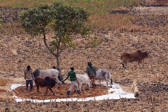 Observation de scènes paysannes sur les hauts plateaux éthiopiens