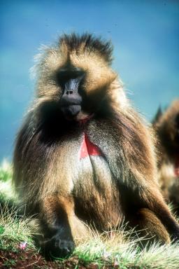 Immersion dans les espaces du babouin Gélada du Simiens