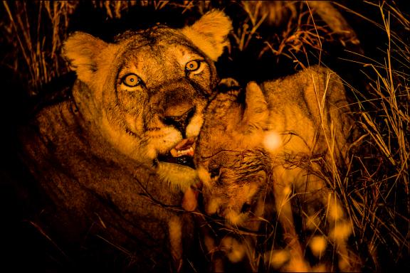 Aventure avec une lionne et son lionceau en Afrique australe