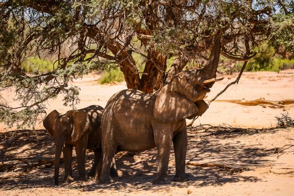 Contemplation du repas des éléphants dans les rivières éphémères de nord namibien