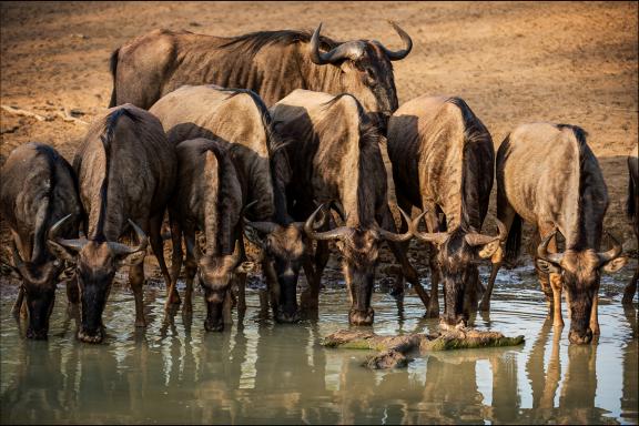 Découverte des gnous s'abreuvant dans les savanes d'Afrique