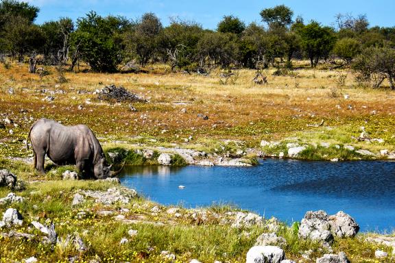 Exploration avec le rhinocéros blanc d'Étosha