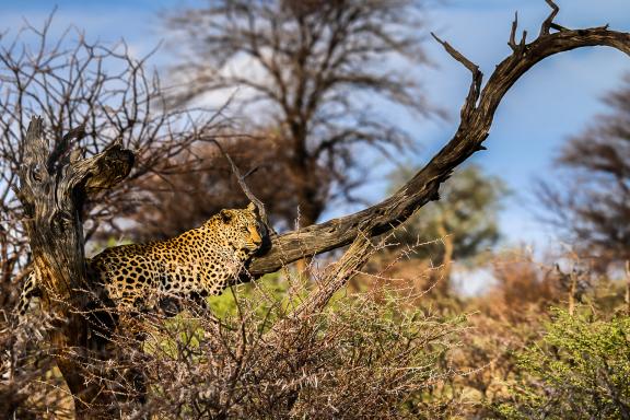 Aventure avec le guépard des savanes namibienes