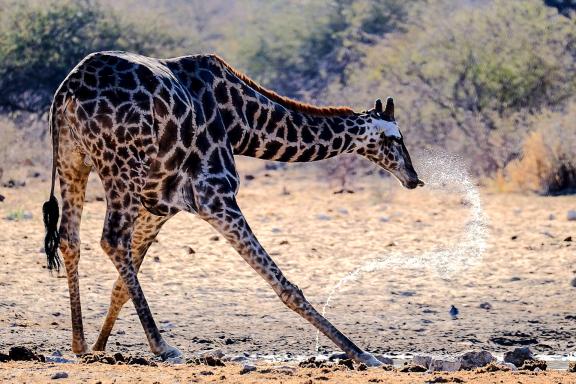 Découverte de girafe dans le désert du Namib