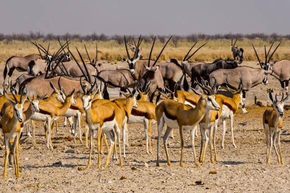 Balade avec les antilopes des savanes d'Afrique australe