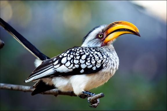 Contemplation d'un toucan d'Afrique australe