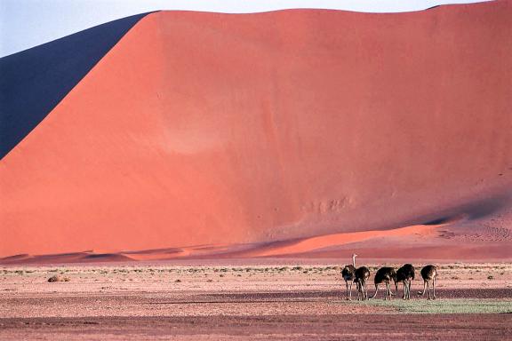 Balade avec des autruches dans le désert du Namib