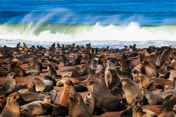 Randonnée vers les otaries de l'Atlantique sur la côte namibienne