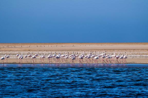 Balade avec les flamands roses sur les plages de l'Atlantique