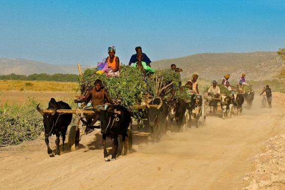 Découverte aventure avec les charette tirée par des  zébus dans la campagne de Tuléar