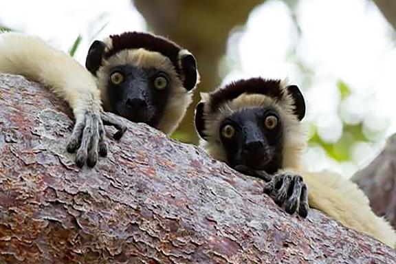 Rencontre avec des lémuriens curieux dans le sud malgache