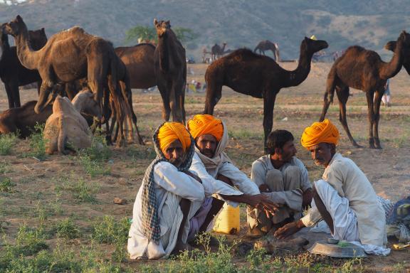 Trek vers des bergers rajpoutes au lever du jour au Rajasthan