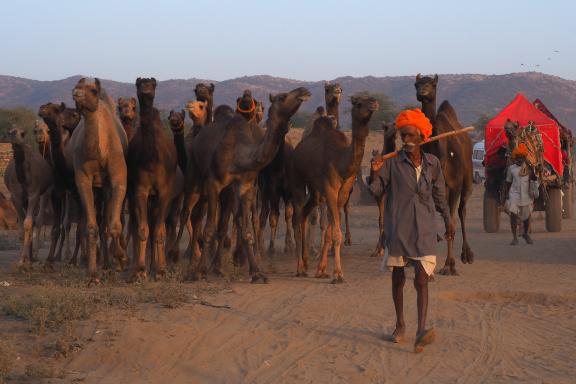 Randonnée avec des bergers et leur troupeau de dromadaires entre Rajasthan et Gujarat