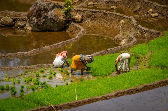 Rencontre avec des femmes repiquant du riz dans les environs de Meemure