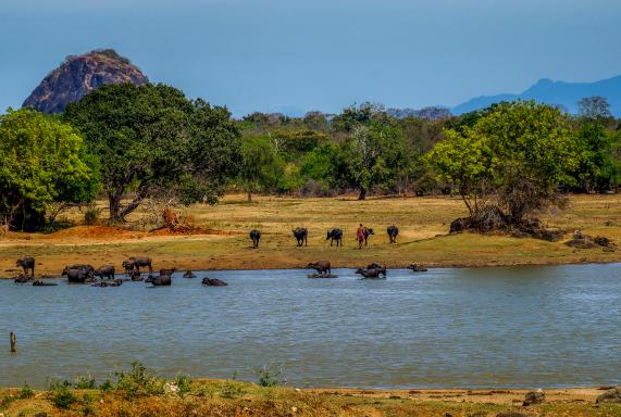 Voyage à travers le parc national d'Uda Walawe au sud-est de l'île de Ceylan