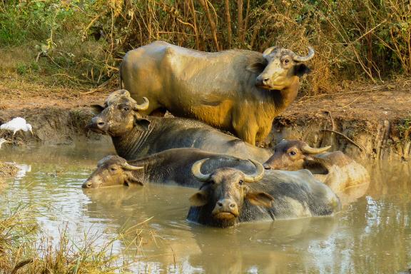 Trekking vers des buffles dans le parc d'Uda Walawe au sud-est de l'île de Ceylan