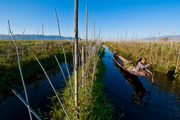 Navigation vers les jardins flottants du lac Inlé dans la région de Nampan