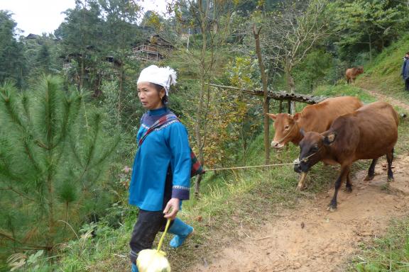 Trek vers une femme shui et son troupeau au Guizhou oriental