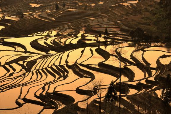 Trek à travers les rizières en terrasses de la région de Yuanyang