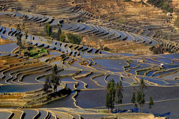 Trekking à travers les rizières en terrasses de la région de Yuanyang