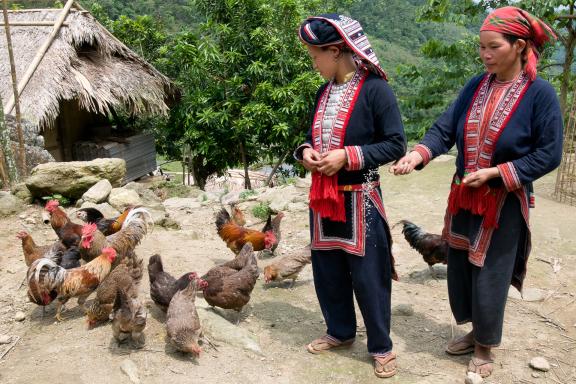 Rencontre de villageoises dao rouge dans les montagnes du Haut Tonkin