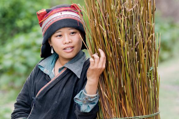 Randonnée vers une femme dao rouge au nord de Ha Giang