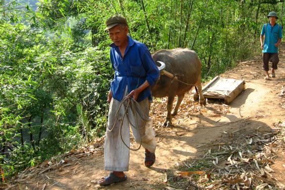 Trek avec un villageois nung et son buffle dans la région de Xin Man
